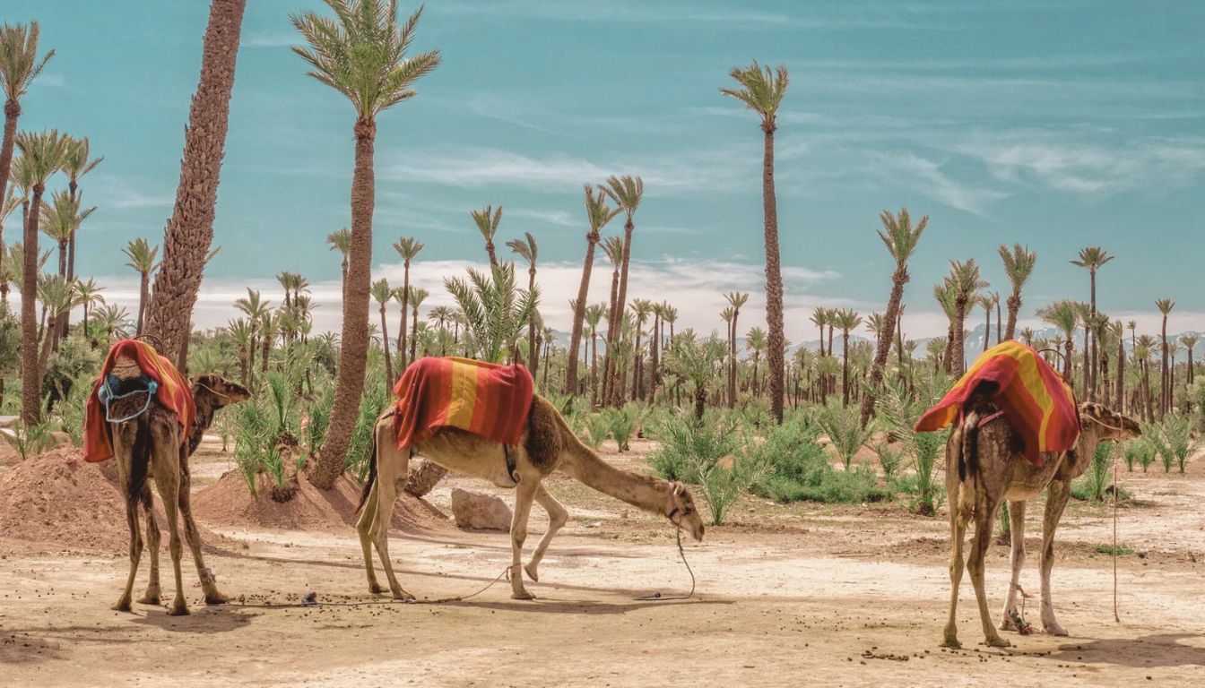La Palmeraie Marrakech Visite Activit s Et Conseils