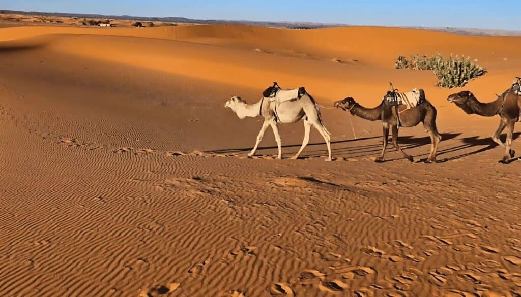 balade chameau Merzouga